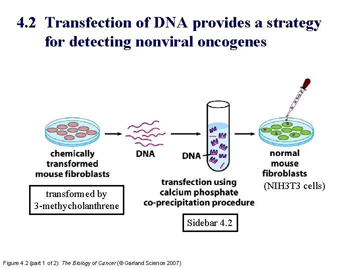 4. 2 Transfection of DNA provides a strategy for detecting nonviral oncogenes (NIH 3