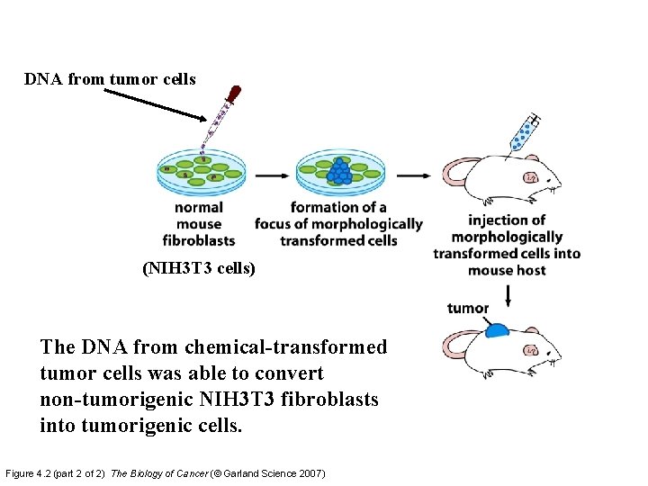 DNA from tumor cells (NIH 3 T 3 cells) The DNA from chemical-transformed tumor