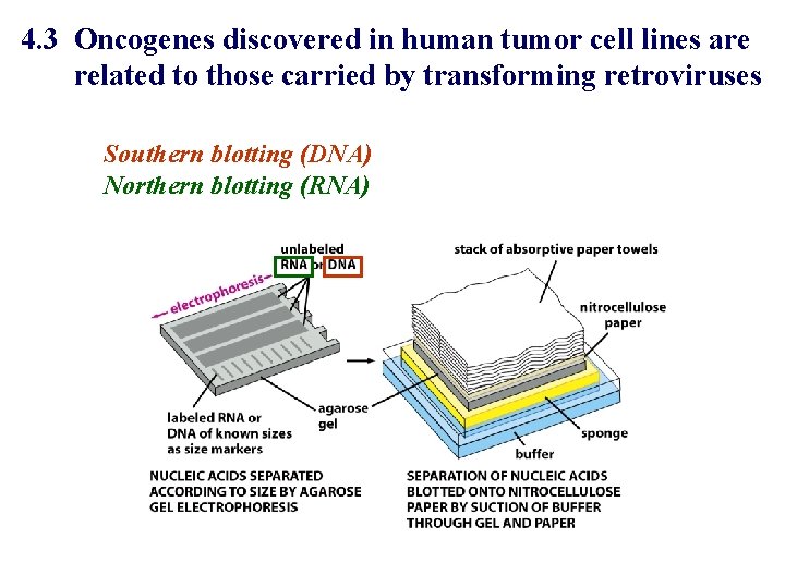 4. 3 Oncogenes discovered in human tumor cell lines are related to those carried