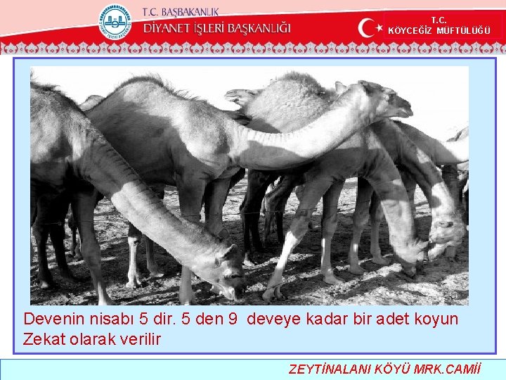  T. C. KÖYCEĞİZ MÜFTÜLÜĞÜ Devenin nisabı 5 dir. 5 den 9 deveye kadar