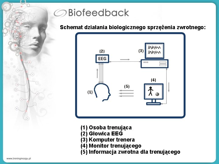 Schemat działania biologicznego sprzężenia zwrotnego: (1) Osoba trenująca (2) Głowica EEG (3) Komputer trenera