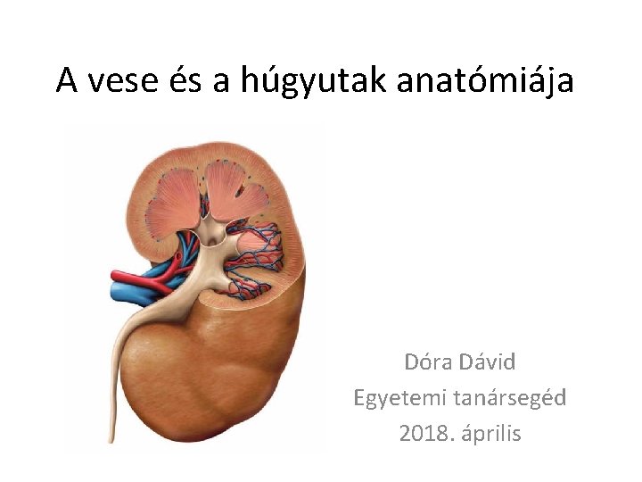 A vese és a húgyutak anatómiája Dóra Dávid Egyetemi tanársegéd 2018. április 