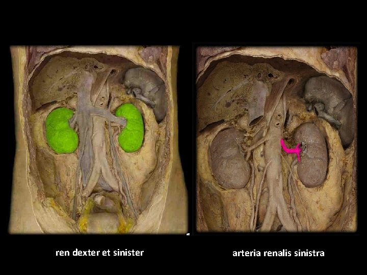 ren dexter et sinister arteria renalis sinistra 