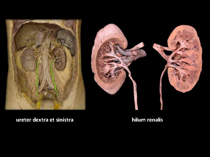 ureter dextra et sinistra hilum renalis 