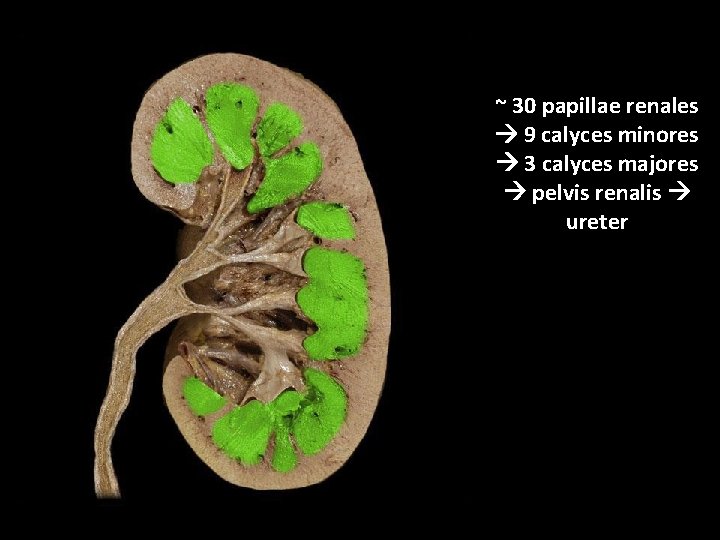 ~ 30 papillae renales 9 calyces minores 3 calyces majores pelvis renalis ureter 