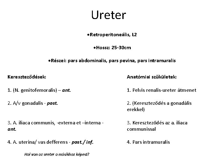 Ureter • Retroperitoneális, L 2 • Hossz: 25 -30 cm • Részei: pars abdominalis,