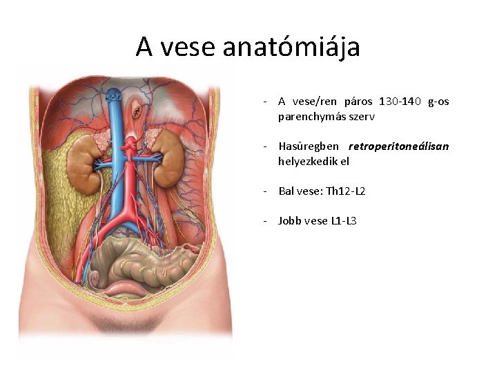 A vese anatómiája - A vese/ren páros 130 -140 g-os parenchymás szerv - Hasüregben