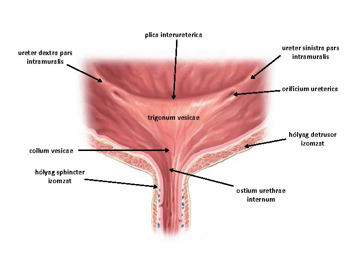 plica interureterica ureter sinistra pars intramuralis ureter dextra pars intramuralis orificium ureterica trigonum vesicae