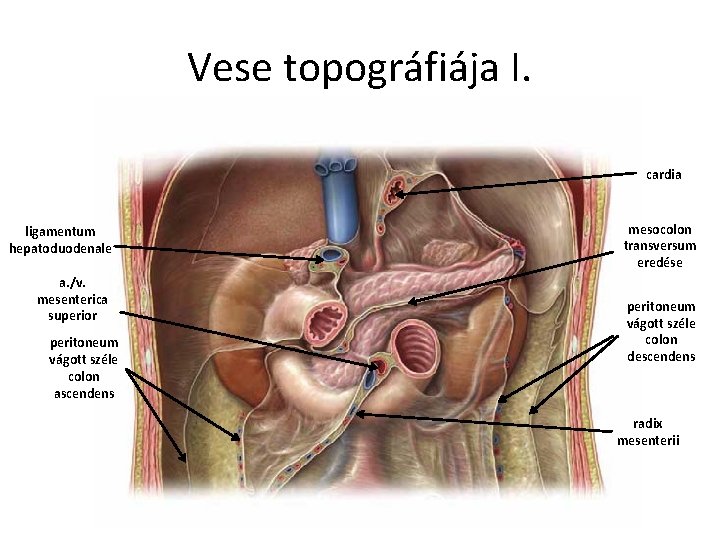 Vese topográfiája I. cardia ligamentum hepatoduodenale a. /v. mesenterica superior peritoneum vágott széle colon