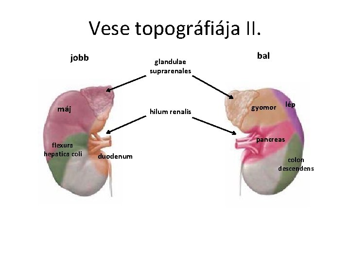 Vese topográfiája II. jobb glandulae suprarenales máj flexura hepatica coli hilum renalis bal lép