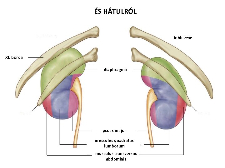 ÉS HÁTULRÓL Jobb vese XI. borda diaphragma psoas major musculus quadratus lumborum musculus transversus