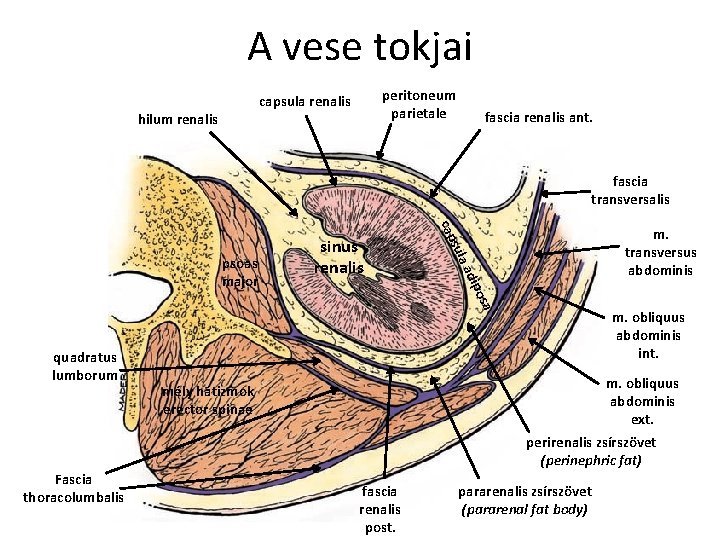 A vese tokjai peritoneum parietale capsula renalis hilum renalis fascia renalis ant. fascia transversalis