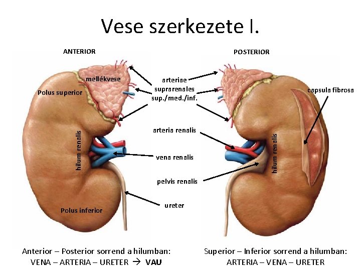 Vese szerkezete I. ANTERIOR hilum renalis Polus superior arteriae suprarenales sup. /med. /inf. arteria