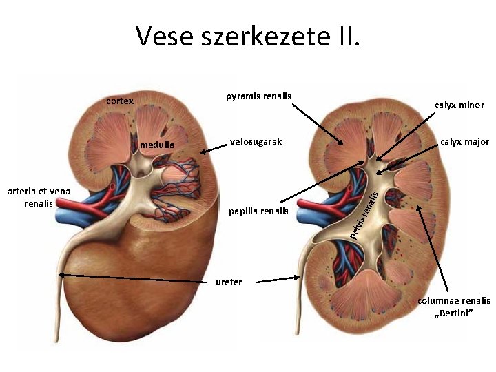 Vese szerkezete II. pyramis renalis papilla renalis calyx major ren arteria et vena renalis