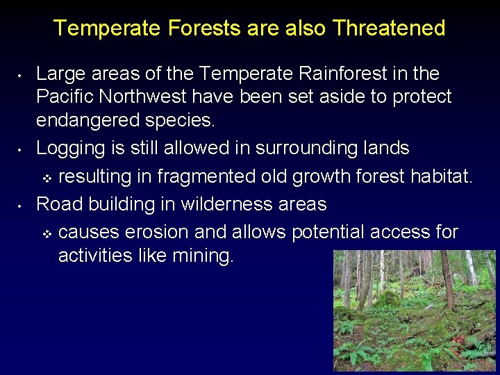Temperate Forests are also Threatened • • • Large areas of the Temperate Rainforest
