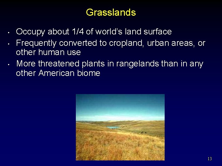 Grasslands • • • Occupy about 1/4 of world’s land surface Frequently converted to
