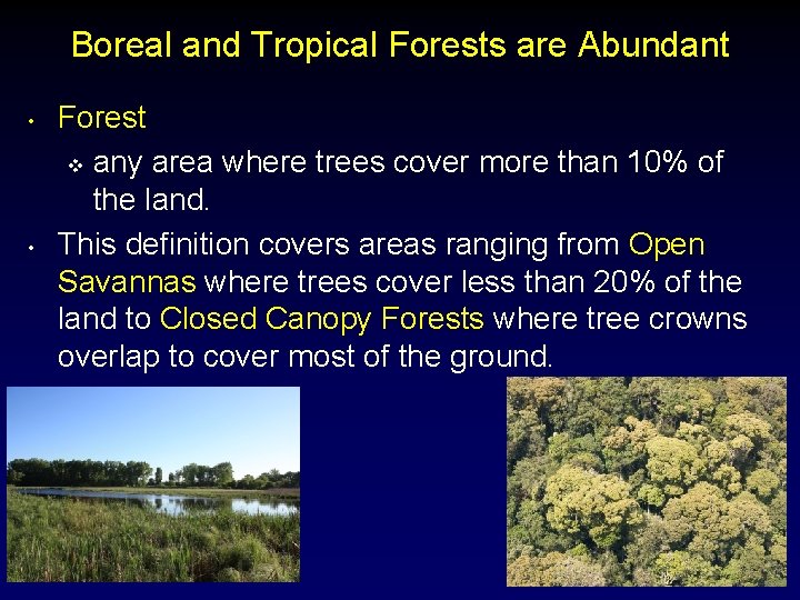 Boreal and Tropical Forests are Abundant • • Forest v any area where trees