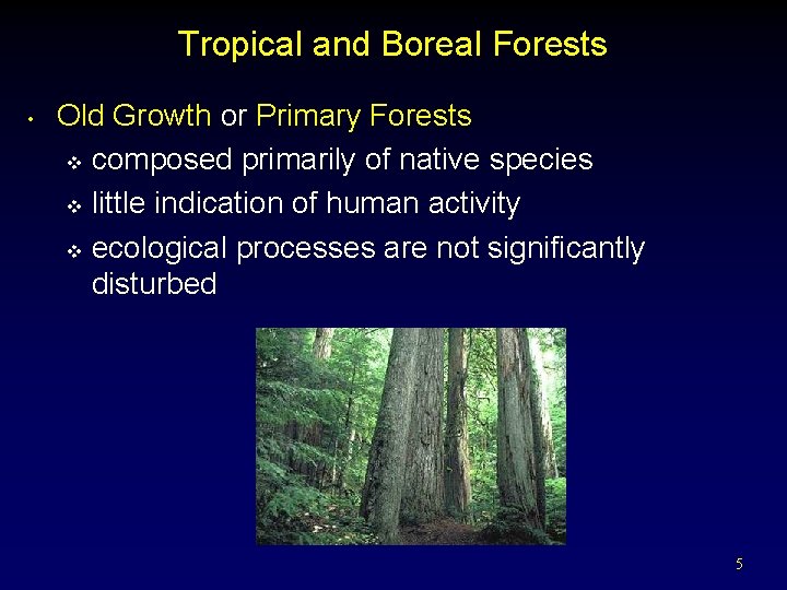 Tropical and Boreal Forests • Old Growth or Primary Forests v composed primarily of