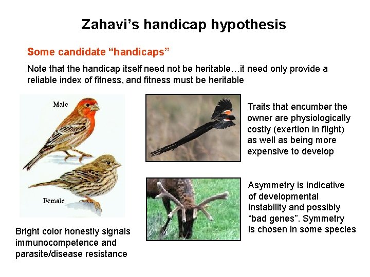 Zahavi’s handicap hypothesis Some candidate “handicaps” Note that the handicap itself need not be