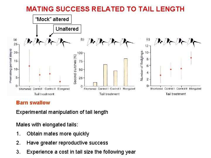 MATING SUCCESS RELATED TO TAIL LENGTH “Mock” altered Unaltered Barn swallow Experimental manipulation of