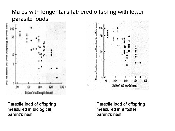 Males with longer tails fathered offspring with lower parasite loads Parasite load of offspring