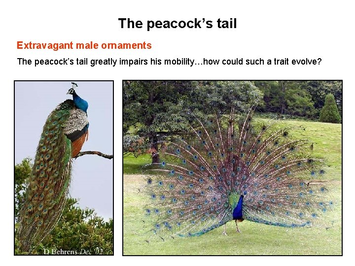 The peacock’s tail Extravagant male ornaments The peacock’s tail greatly impairs his mobility…how could