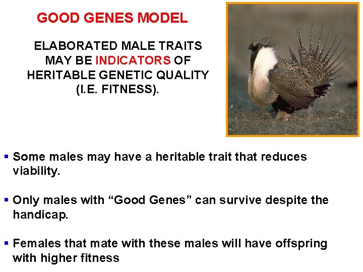 GOOD GENES MODEL ELABORATED MALE TRAITS MAY BE INDICATORS OF HERITABLE GENETIC QUALITY (I.