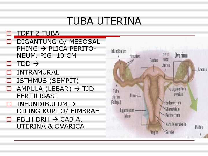 TUBA UTERINA o TDPT 2 TUBA o DIGANTUNG O/ MESOSAL PHING PLICA PERITONEUM. PJG