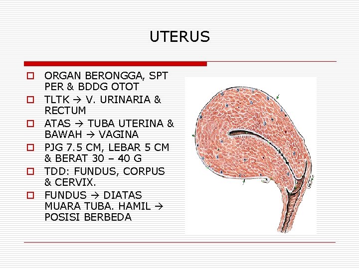 UTERUS o ORGAN BERONGGA, SPT PER & BDDG OTOT o TLTK V. URINARIA &