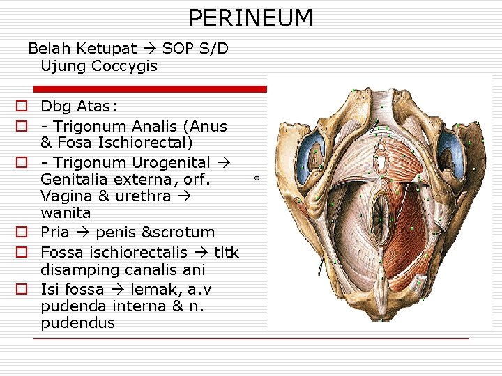 PERINEUM Belah Ketupat SOP S/D Ujung Coccygis o Dbg Atas: o - Trigonum Analis