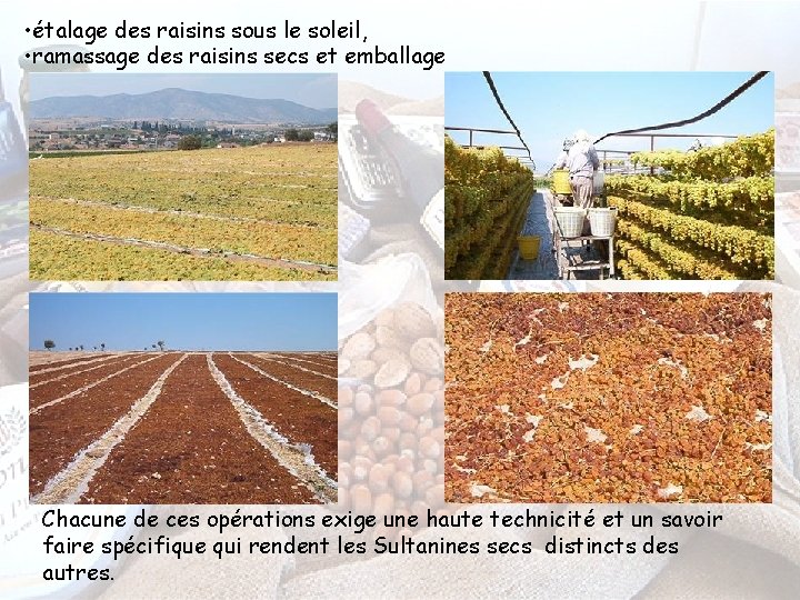  • étalage des raisins sous le soleil, • ramassage des raisins secs et