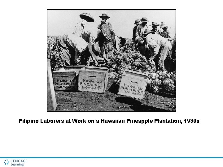 Filipino Laborers at Work on a Hawaiian Pineapple Plantation, 1930 s Filipino Laborers at Work on a Hawaiian Pineapple Plantation, 1930 s