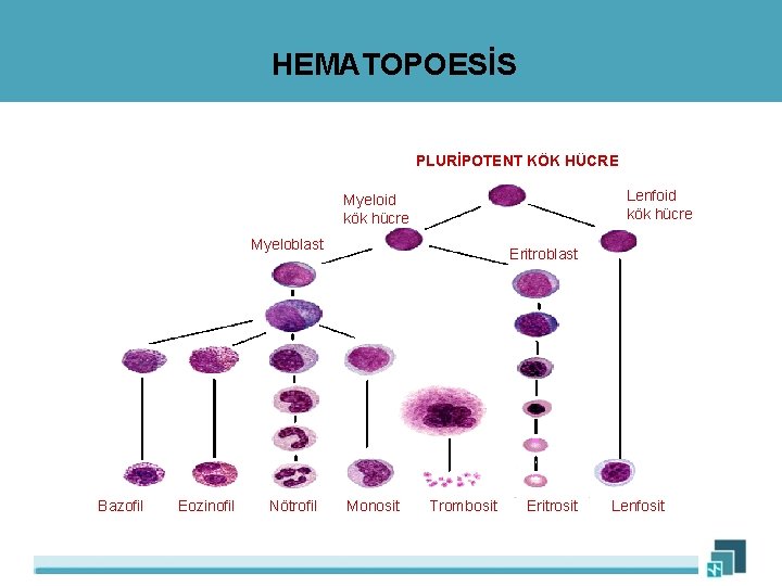 HEMATOPOESİS PLURİPOTENT KÖK HÜCRE Lenfoid kök hücre Myeloid kök hücre Myeloblast Eritroblast Bazofil Eozinofil