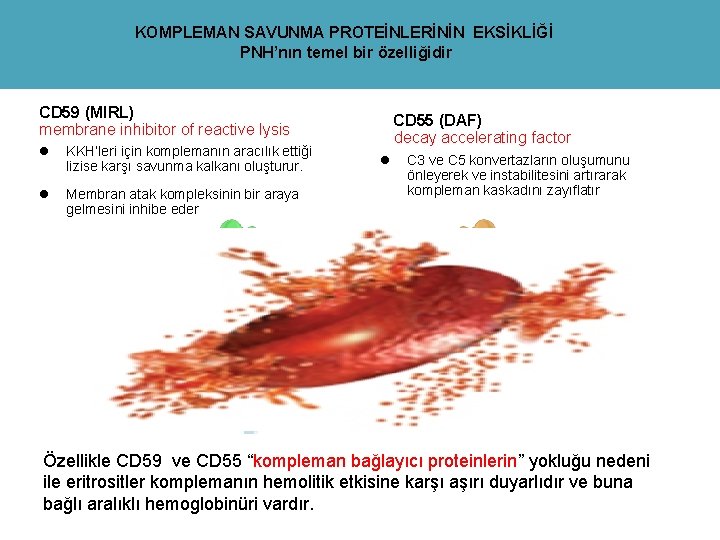 KOMPLEMAN SAVUNMA PROTEİNLERİNİN EKSİKLİĞİ PNH’nın temel bir özelliğidir CD 59 (MIRL) membrane inhibitor of