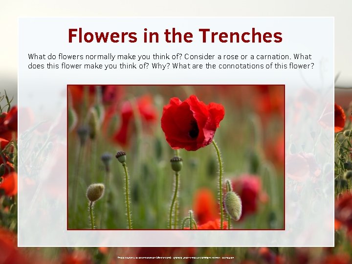 Flowers in the Trenches What do flowers normally make you think of? Consider a
