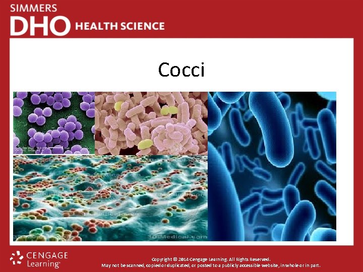 Cocci Copyright © 2014 Cengage Learning. All Rights Reserved. May not be scanned, copied