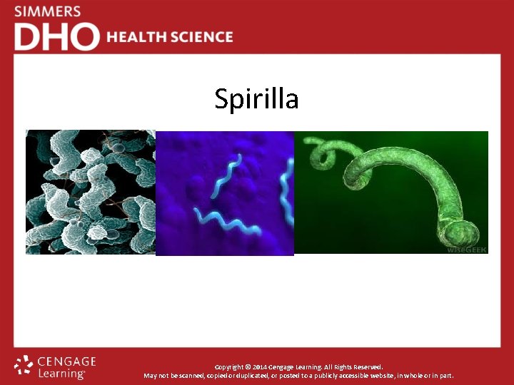 Spirilla Copyright © 2014 Cengage Learning. All Rights Reserved. May not be scanned, copied