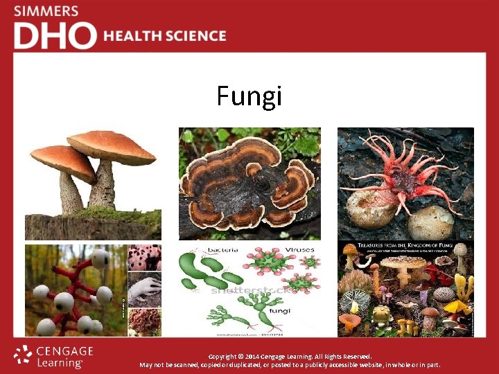 Fungi Copyright © 2014 Cengage Learning. All Rights Reserved. May not be scanned, copied