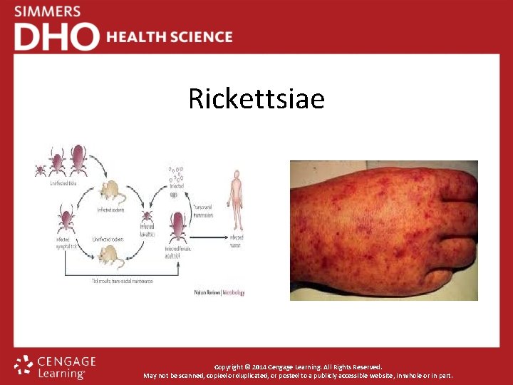 Rickettsiae Copyright © 2014 Cengage Learning. All Rights Reserved. May not be scanned, copied