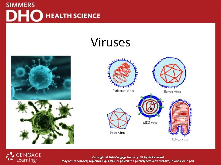 Viruses Copyright © 2014 Cengage Learning. All Rights Reserved. May not be scanned, copied