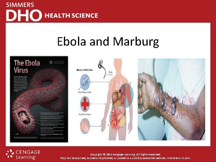 Ebola and Marburg Copyright © 2014 Cengage Learning. All Rights Reserved. May not be