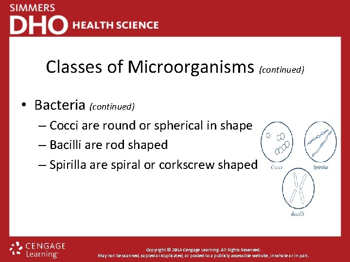 Classes of Microorganisms (continued) • Bacteria (continued) – Cocci are round or spherical in