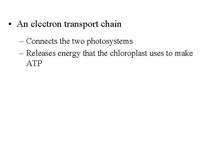  • An electron transport chain – Connects the two photosystems – Releases energy