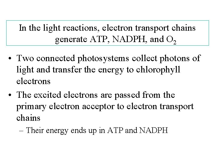 In the light reactions, electron transport chains generate ATP, NADPH, and O 2 •