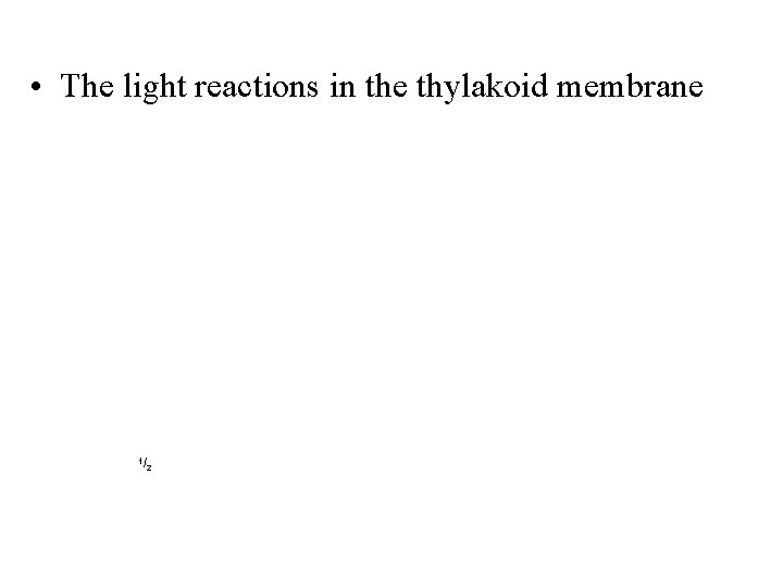  • The light reactions in the thylakoid membrane To Calvin Cycle 1/ 2