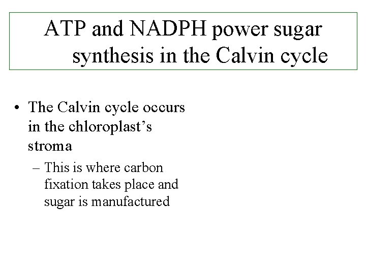 ATP and NADPH power sugar synthesis in the Calvin cycle • The Calvin cycle