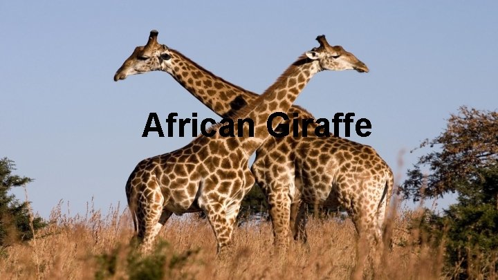 African Giraffe 
