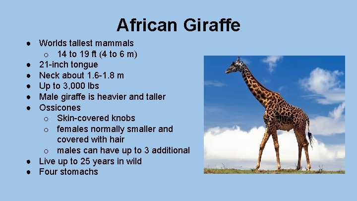 African Giraffe ● Worlds tallest mammals o 14 to 19 ft (4 to 6