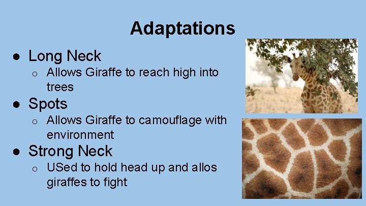 Adaptations ● Long Neck o Allows Giraffe to reach high into trees ● Spots