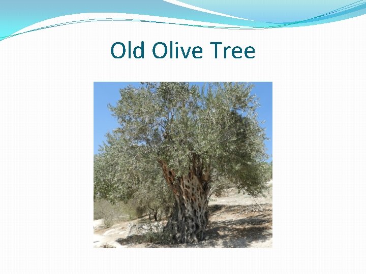 Old Olive Tree 